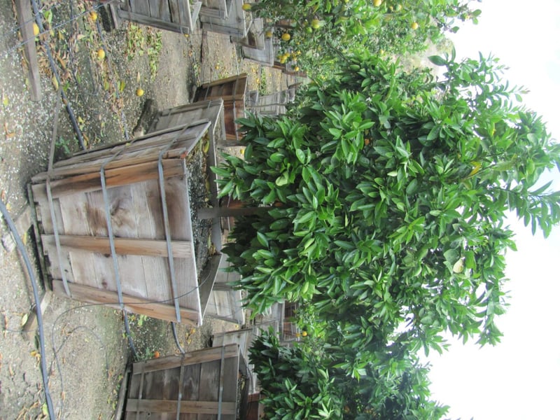 Photo for Citrus sinensis 'Moro' (Standard) (Moro Blood Orange)