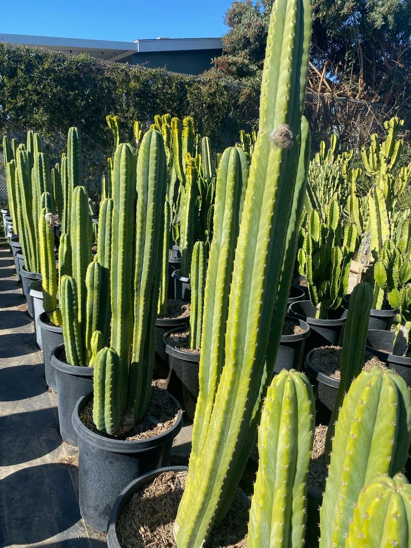 Photo for Echinopsis pachanoi (San Pedro Cactus)