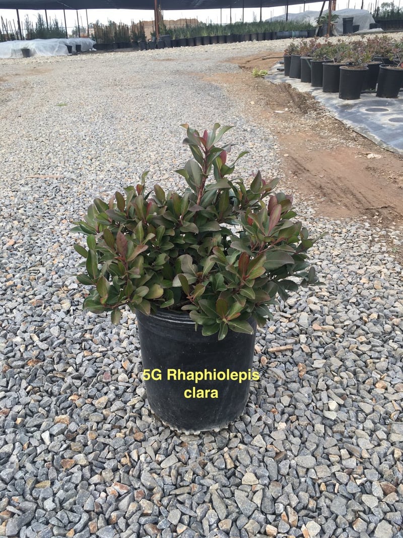 Photo for Raphiolepis indica 'Clara' (Clara Indian Hawthorn)