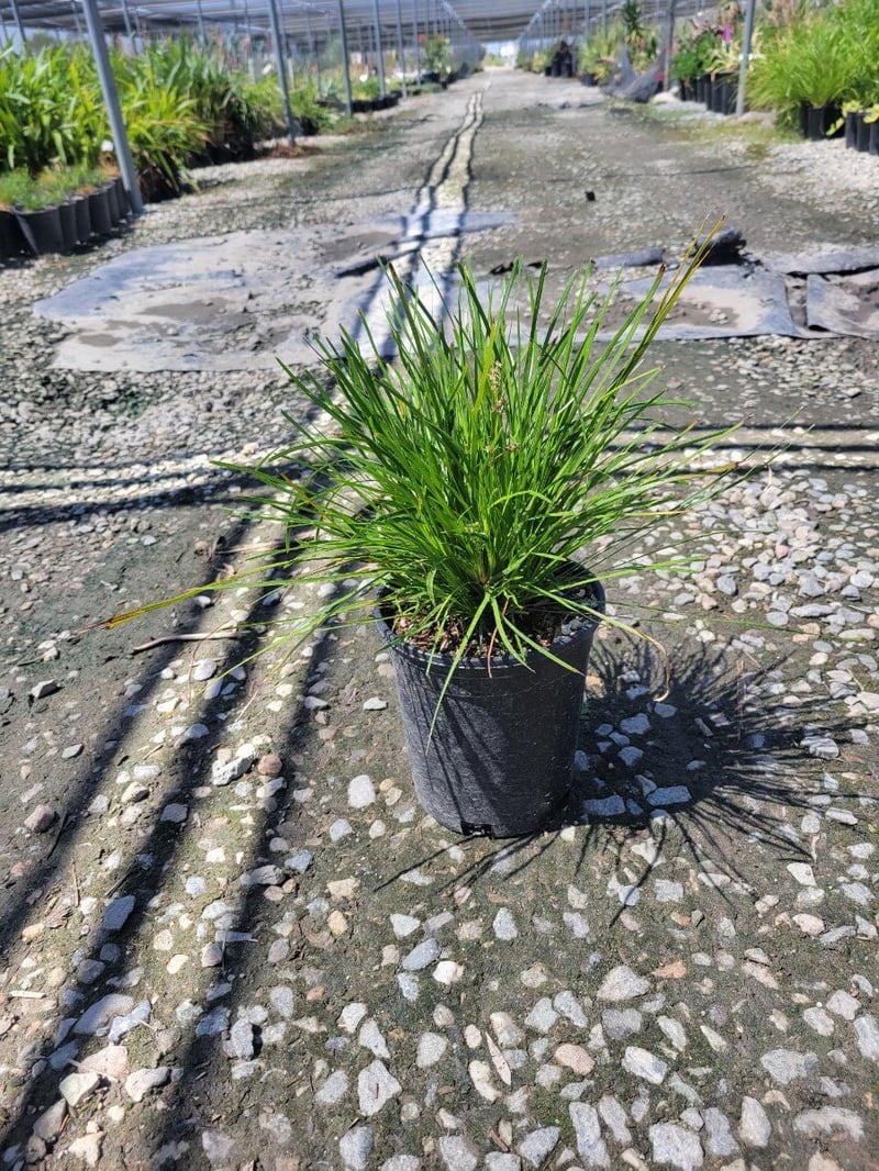 Photo for Lomandra confertifolia ssp. pallida 'Pom Pom' (Shorty Mat Rush)