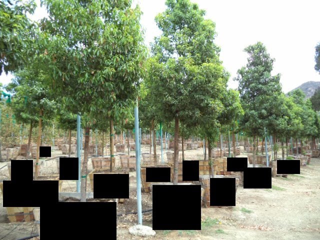 Photo for Cinnamomum camphora (Standard) (Camphor Tree)