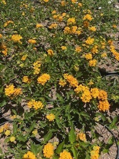 Photo for Lantana 'Bandana Yellow' (Bandana Yellow Lantana)