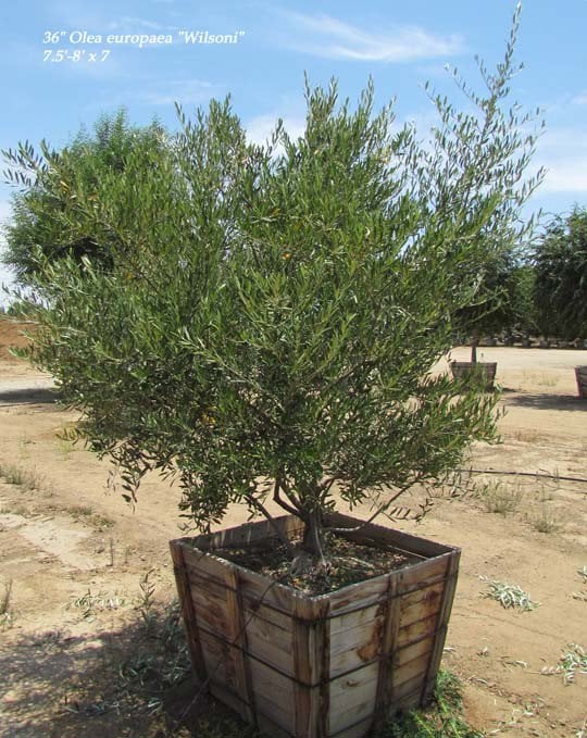 Photo for Olea europaea 'Wilsonii' (Wilsonii Fruitless Olive)