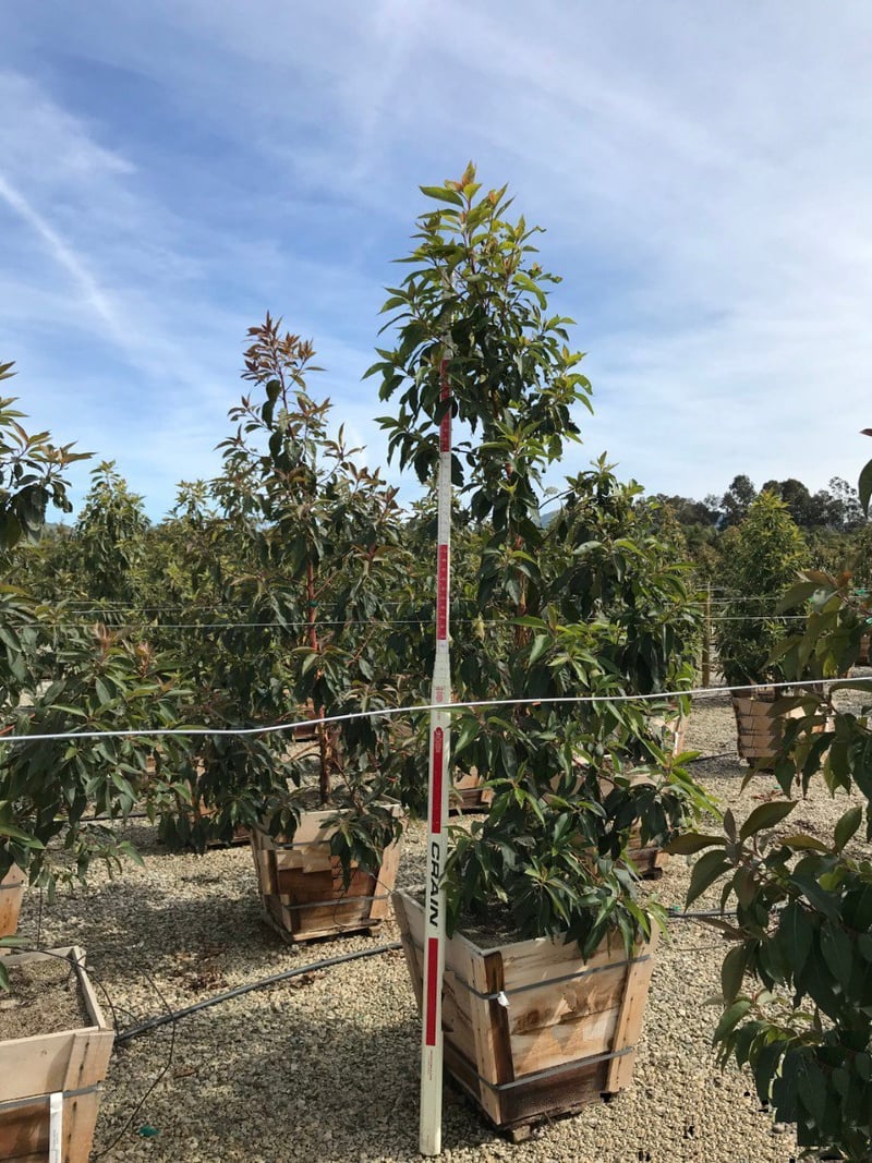 Photo for Pinus torreyana (Standard) (Torrey Pine)