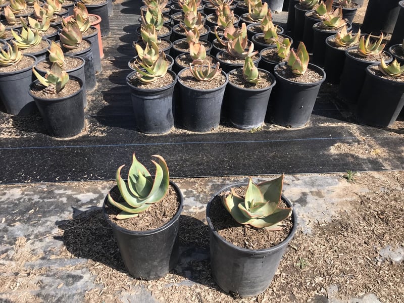Photo for Aloe striata (Coral Aloe)