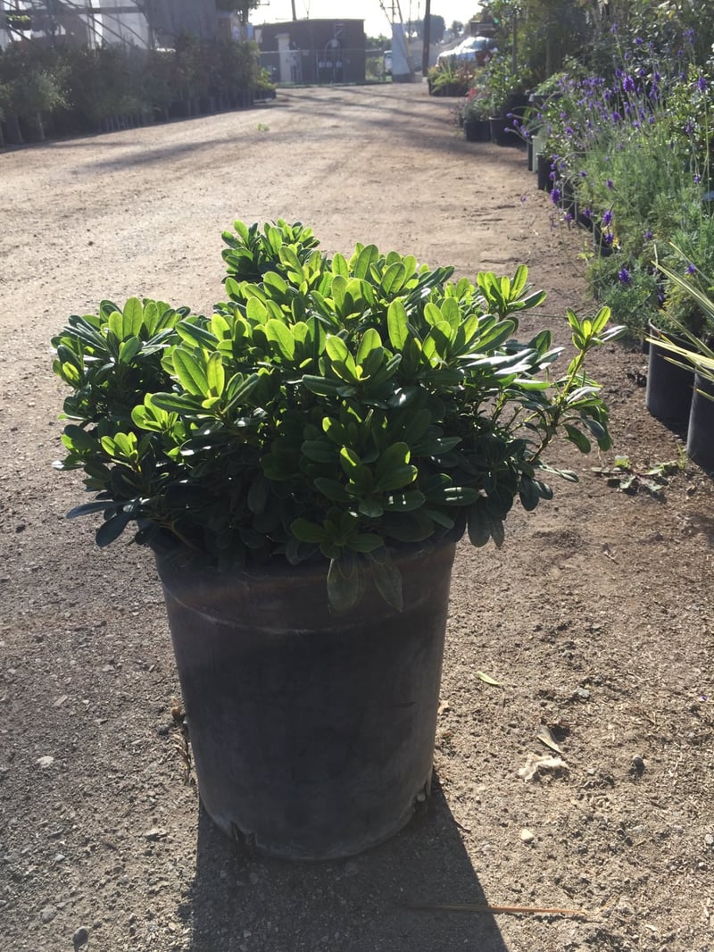 Photo for Pittosporum tobira 'Wheeler's Dwarf' (Wheeler's Dwarf Japanese Mock Orange)