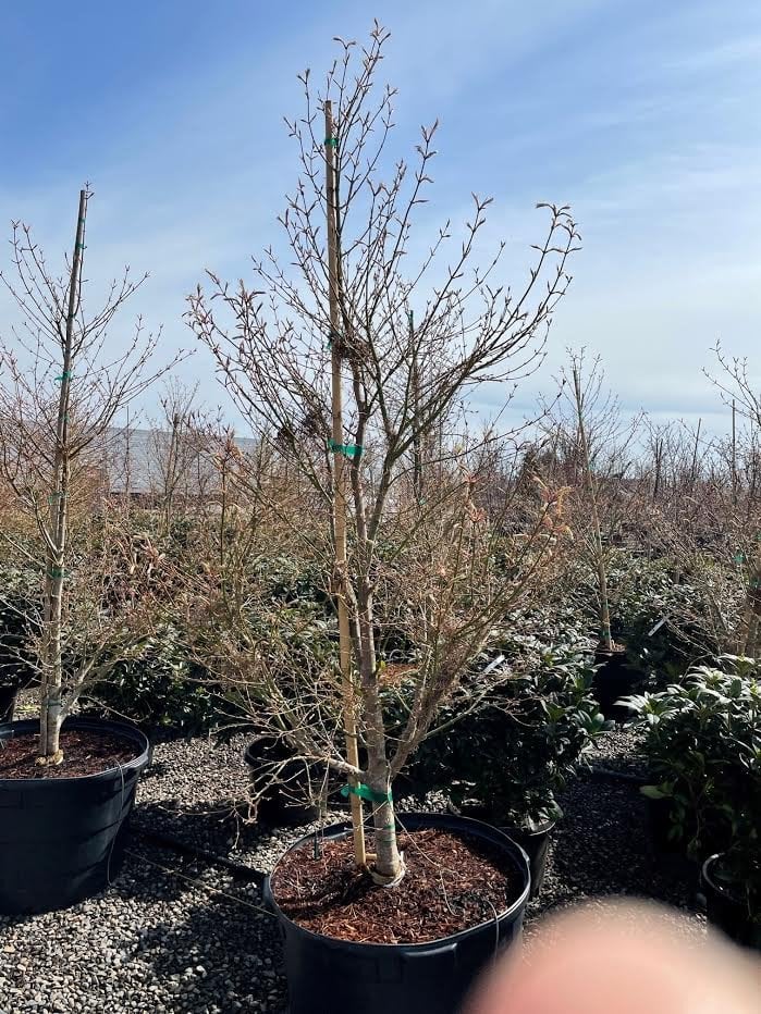 Photo for Acer palmatum 'Koto No Ito' (Koto No Ito Japanese Maple)