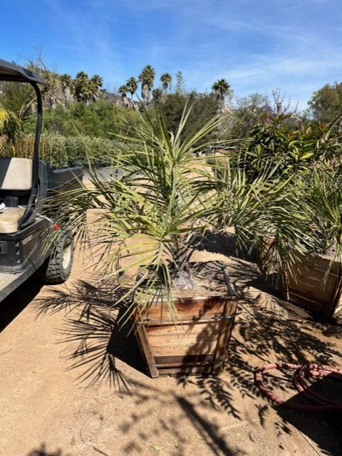 Photo for Butia capitata (Jelly Palm)