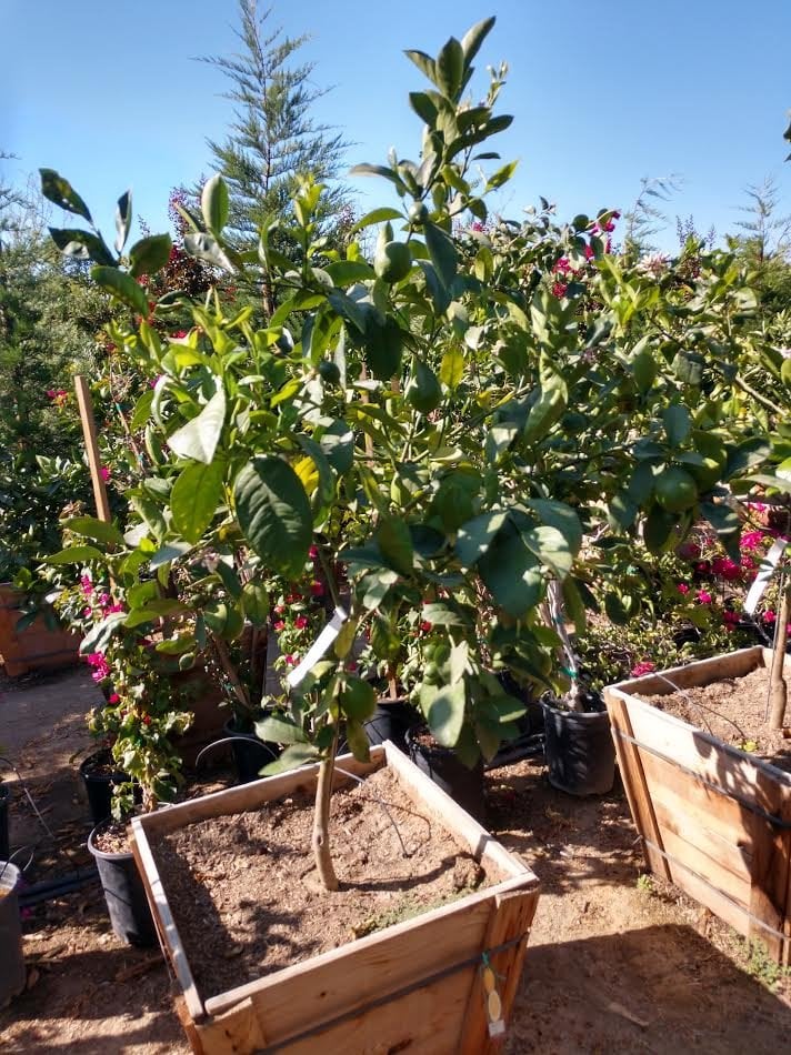 Photo for Citrus aurantifolia (Key Lime, Mexican Lime)
