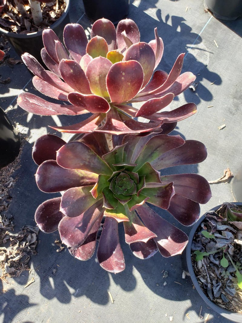 Photo for Aeonium arboreum 'Atropurpureum' (Purple Aeonium)
