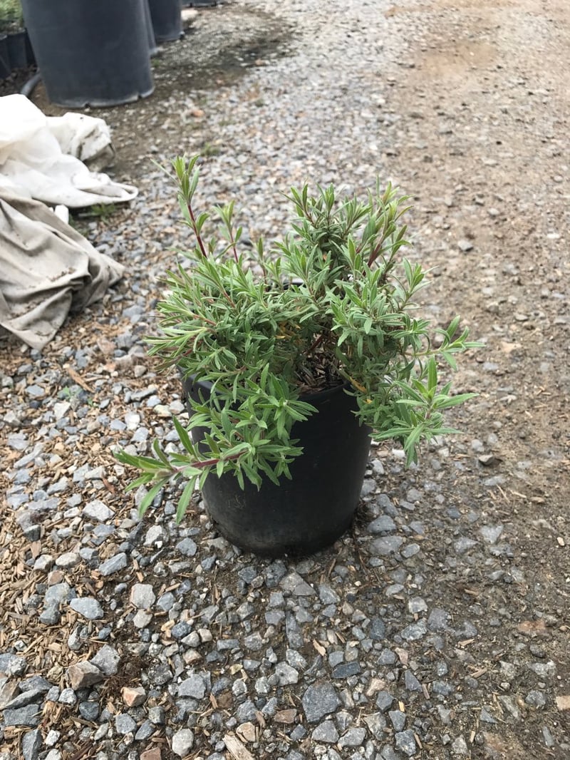 Photo for Epilobium canum (California fuscia)
