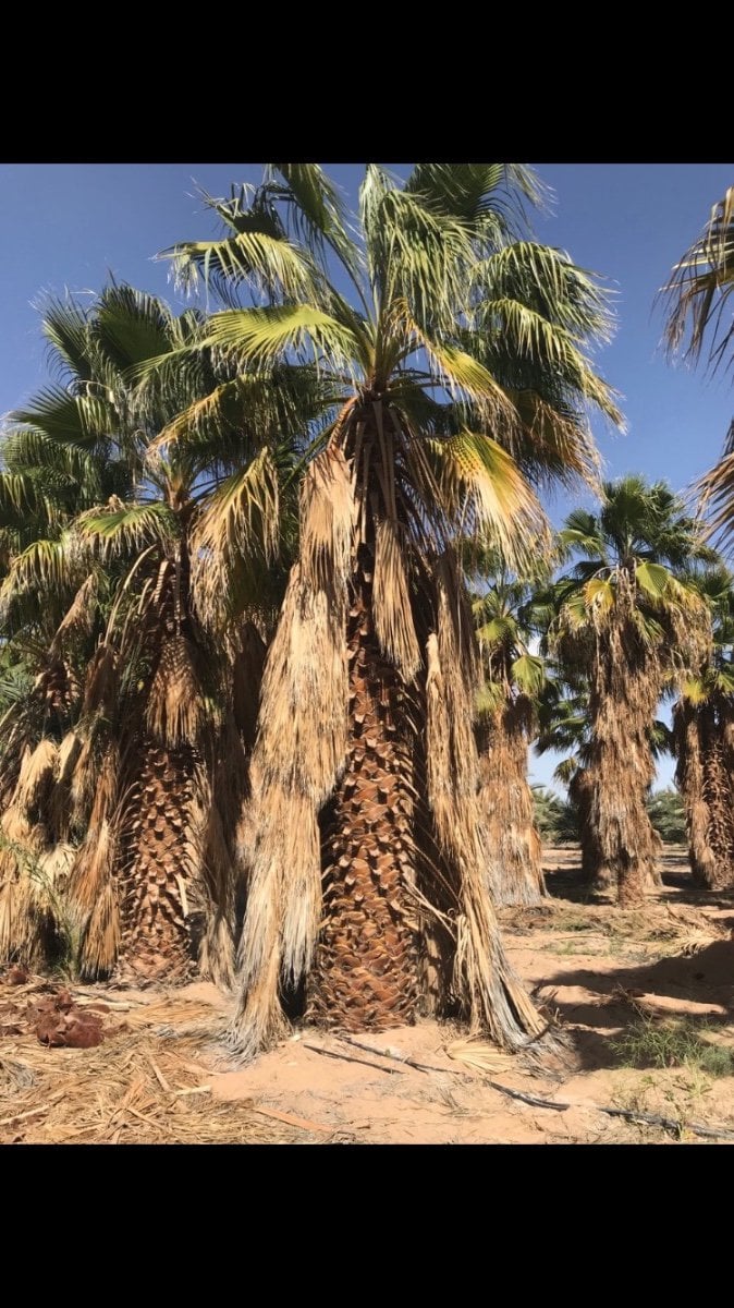 Photo for Washingtonia filifera (California Fan Palm)