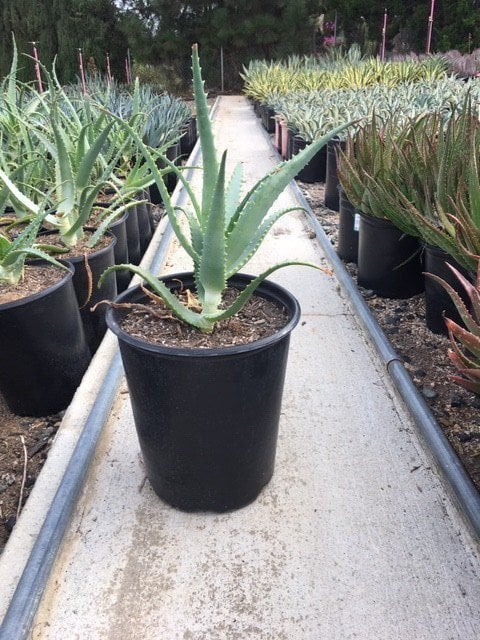 Photo for Aloe arborescens (Torch Aloe)