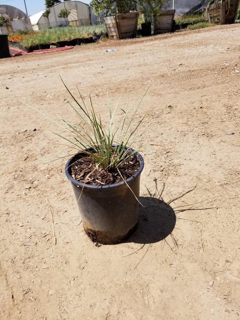 Photo for Festuca californica (California Fescue)