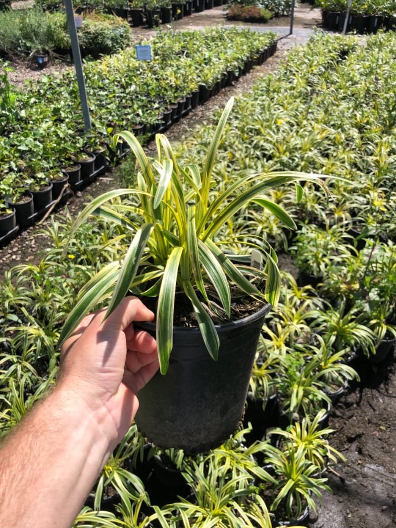 Photo for Liriope muscari 'Silvery Sunproof' (Liriope muscari 'Silvery Sunproof')