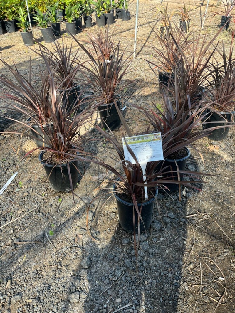 Photo for Phormium 'Rubrum' (Rubrum New Zealand Flax)