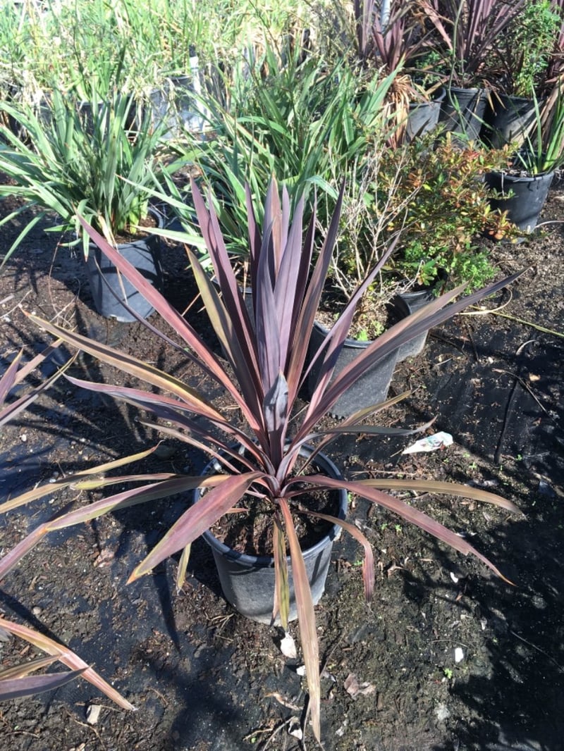 Photo for Cordyline australis 'Red Star' (Red Star Grass Palm)
