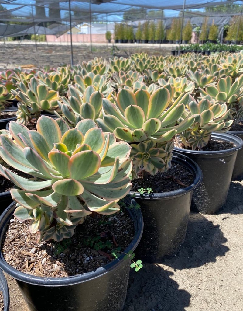 Photo for Aeonium 'Sunburst' (Copper Pinwheel)