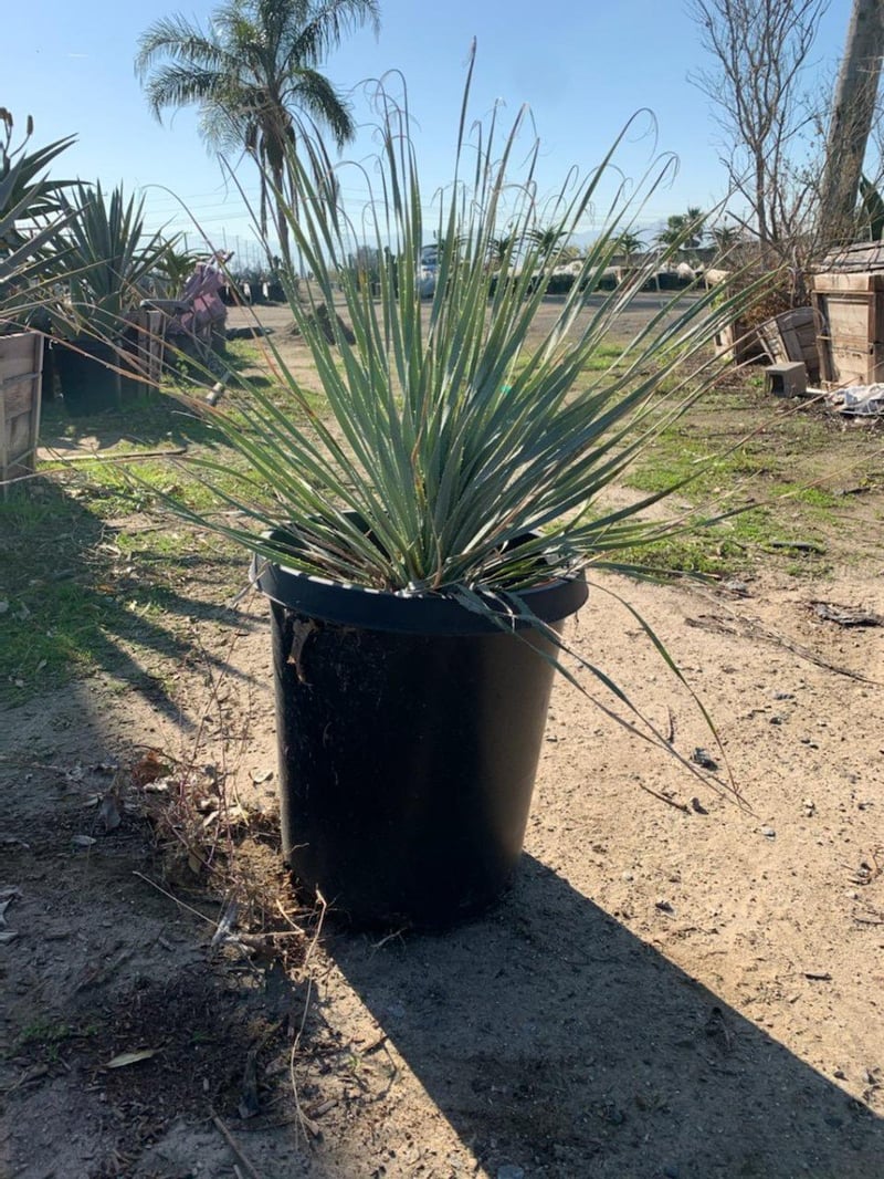 Photo for Dasylirion wheeleri (Spoon Yucca, Blue Sotol)