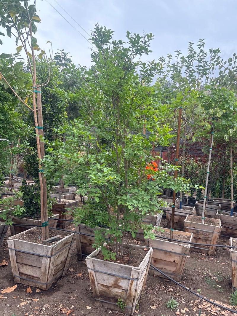 Photo for Lagerstroemia indica 'Muskogee' (Multi) (Muskogee Crape Myrtle)