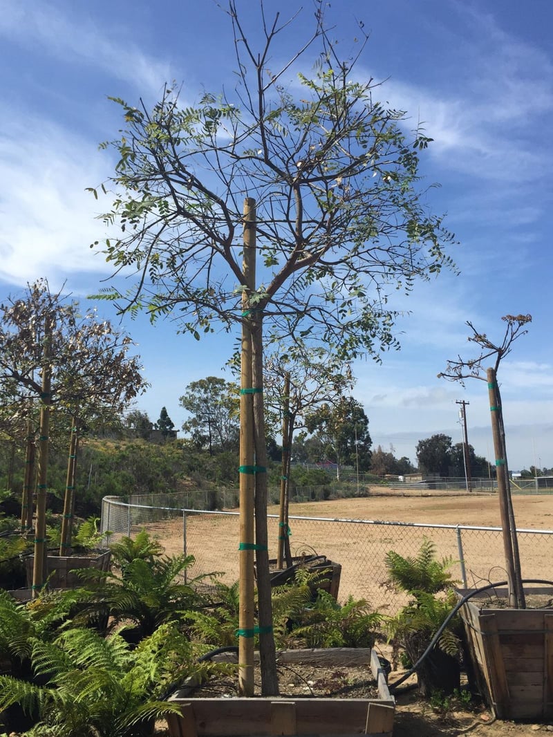Photo for Tipuana tipu (Tipu Tree)