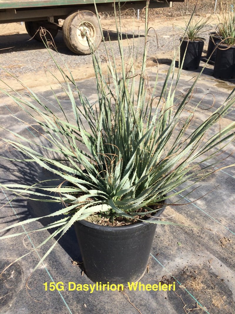 Photo for Dasylirion wheeleri (Spoon Yucca, Blue Sotol)