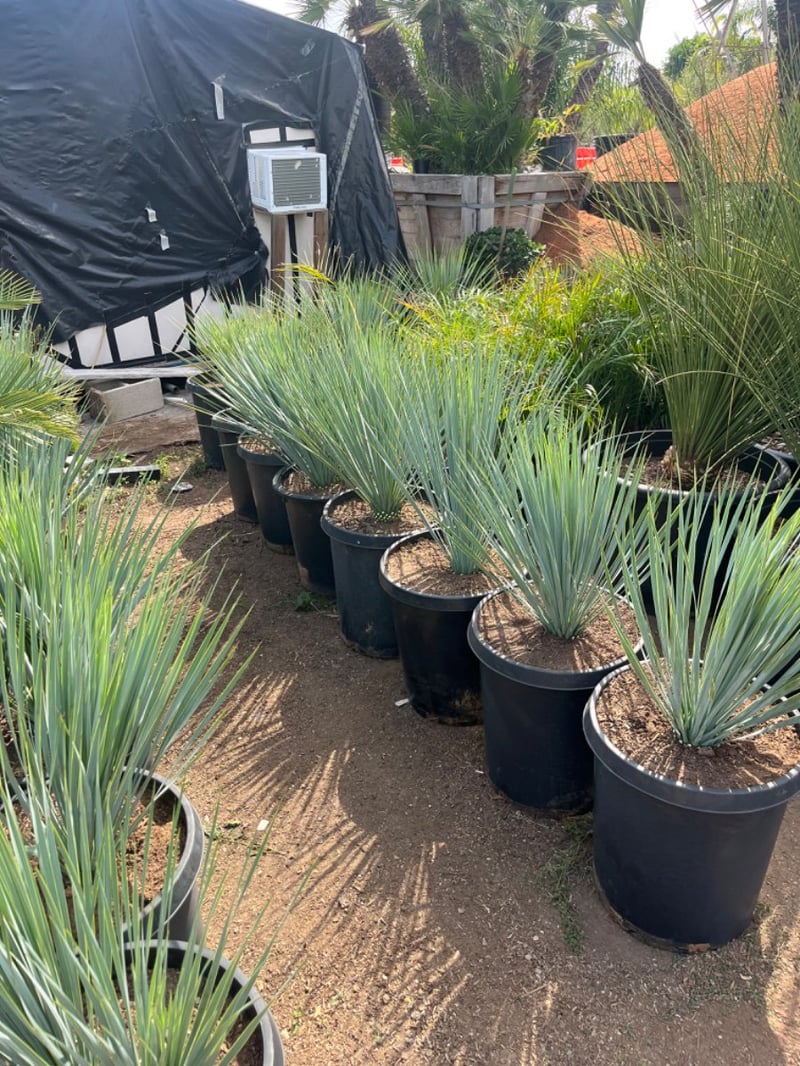 Photo for Yucca rostrata (Big Bend Yucca, Beaked Yucca)