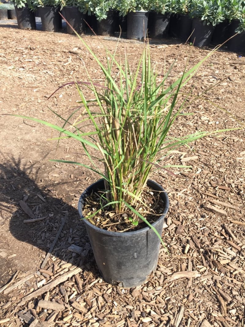 Photo for Pennisetum 'Fairy Tails' (Evergreen Fountain Grass)