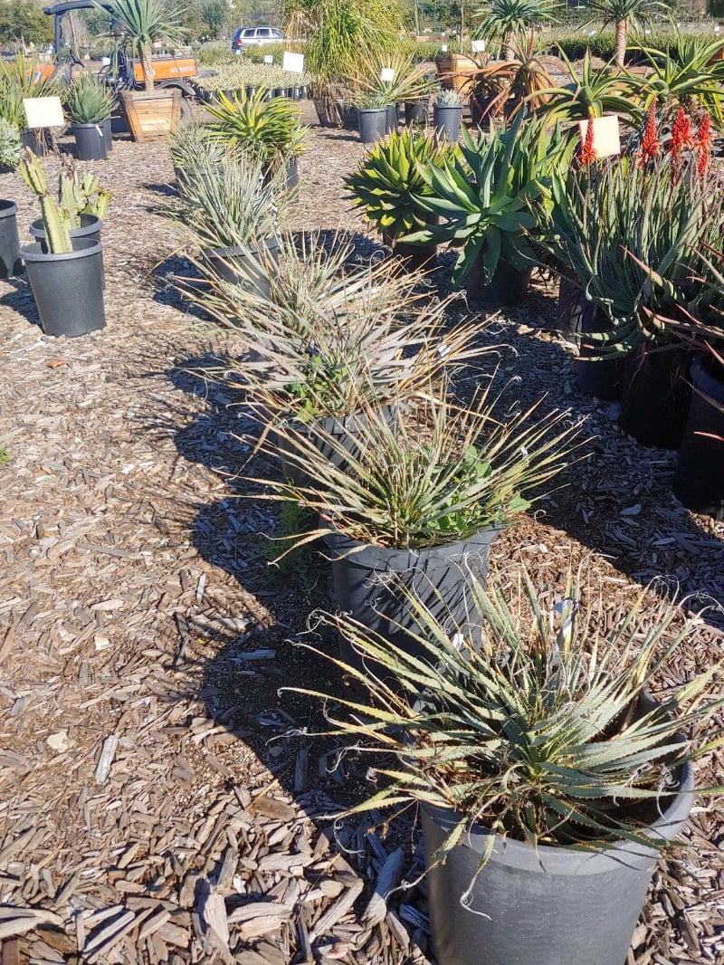 Photo for Dasylirion wheeleri (Spoon Yucca, Blue Sotol)
