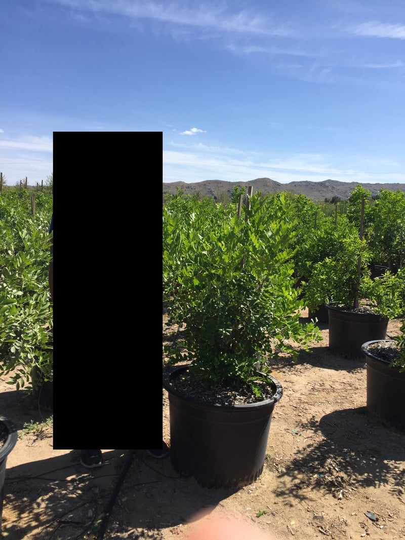 Photo for Dermatophyllum secundiflora (Sophora secundiflora) (Texas Mountain Laurel)