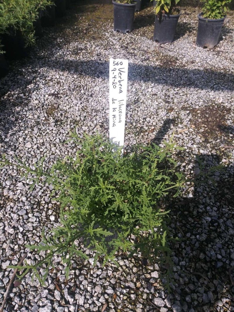 Photo for Verbena lilacina 'De La Mina' (De La Mina Verbena)