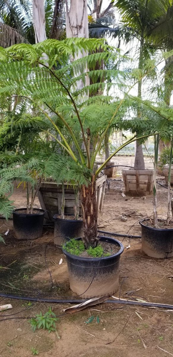 Photo for Cyathea cooperi (Australian Tree Fern)
