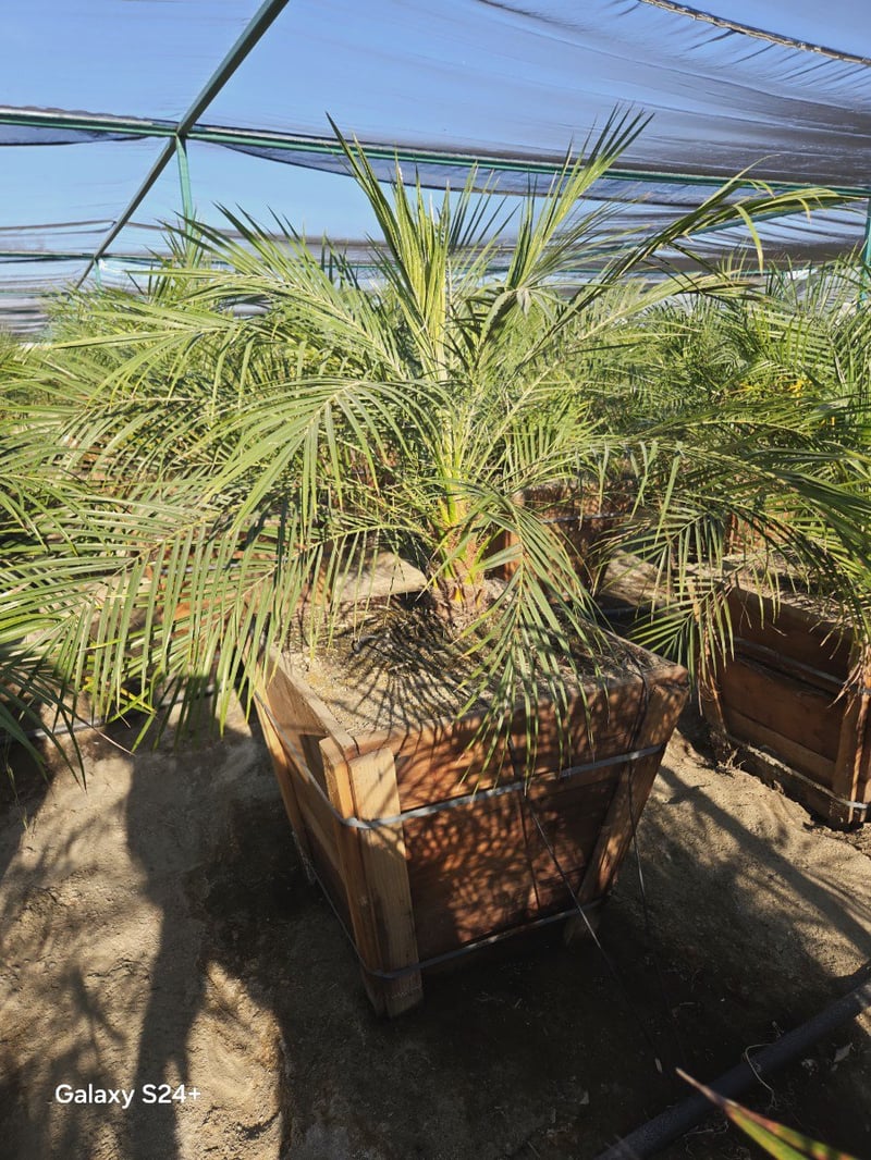 Photo for Phoenix roebelenii (Single Trunk) (Pygmy Date Palm)