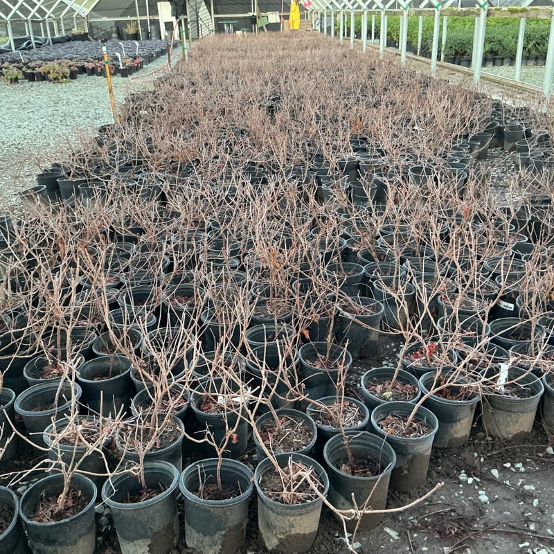 Photo for Rhus aromatica 'Gro-Low' (Gro-Low Fragrant Sumac)