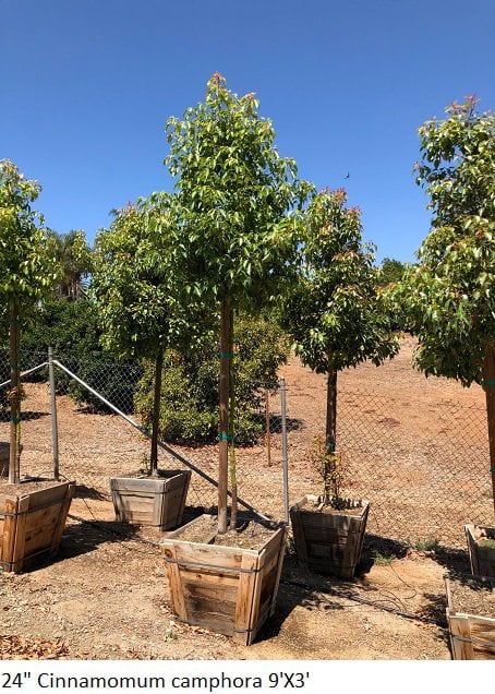 Photo for Cinnamomum camphora (Camphor Tree)