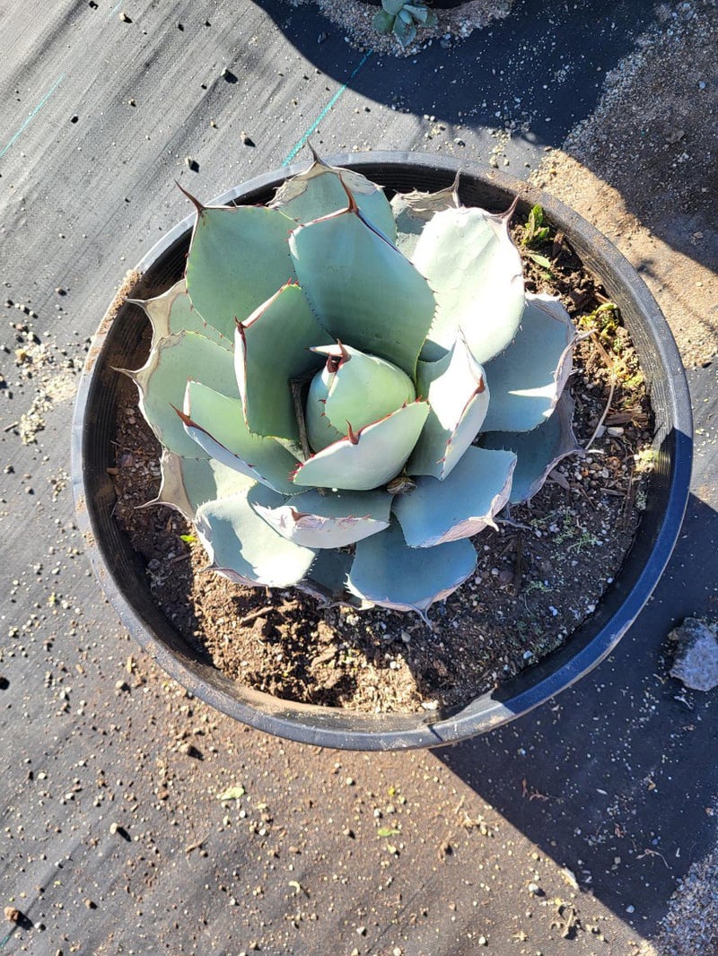 Photo for Agave parryi var. truncata (Artichoke Agave)