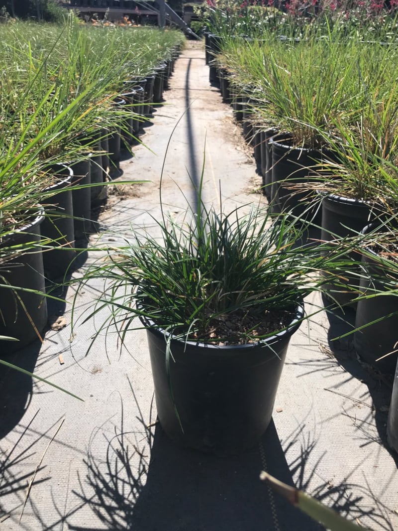Photo for Carex divulsa (European Grey Sedge, Berkeley Sedge)