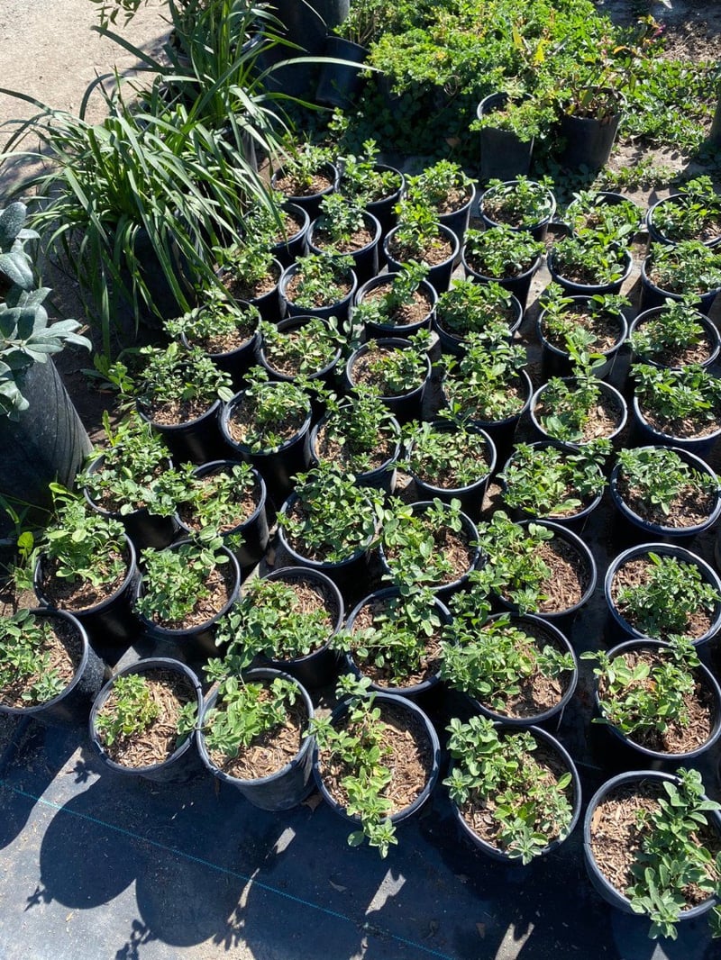 Photo for Convolvulus mauritanicus (C. sabatius) (Ground Morning Glory)