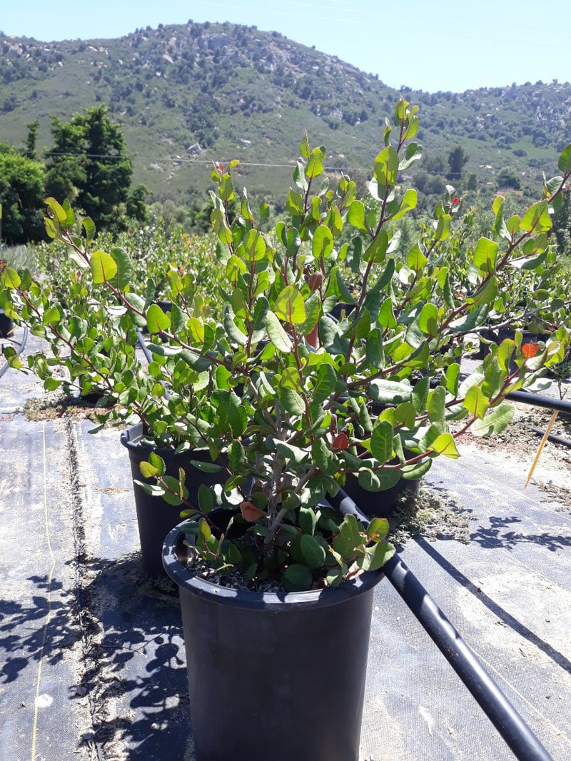 Photo for Rhus integrifolia (Lemonade Berry)