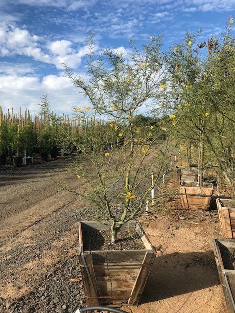 Photo for Parkinsonia 'Desert Museum' (Desert Museum Palo Verde)