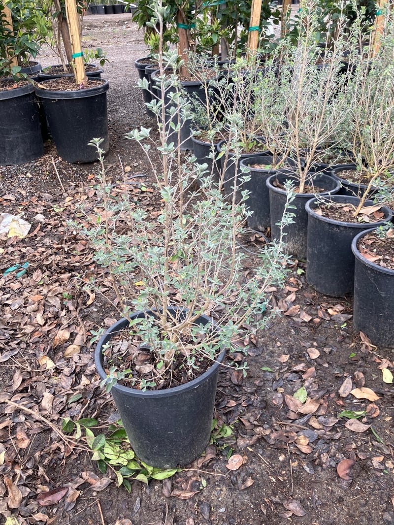 Photo for Leucophyllum candidum 'Thundercloud' (Thundercloud Texas Ranger)