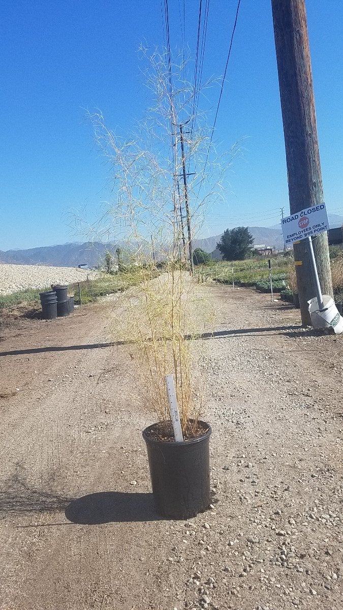 Photo for Muhlenbergia dumosa (Bamboo Muhly)