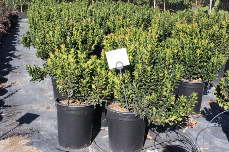 Photo for Rhaphiolepis umbellata 'Minor' (Dwarf Yedda Hawthorn)