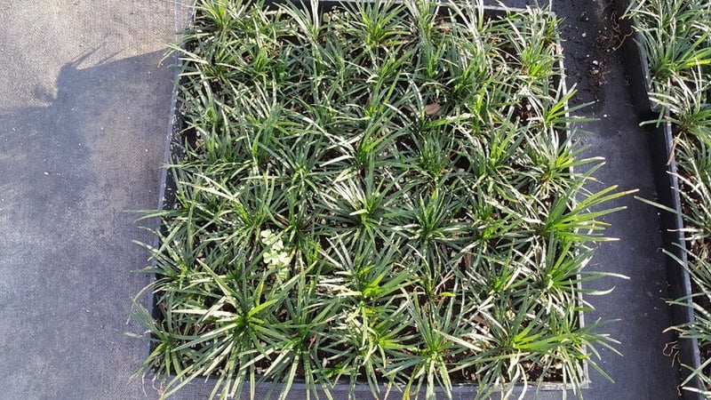 Photo for Ophiopogon japonicus 'Nanus' (Dwarf Mondo Grass)