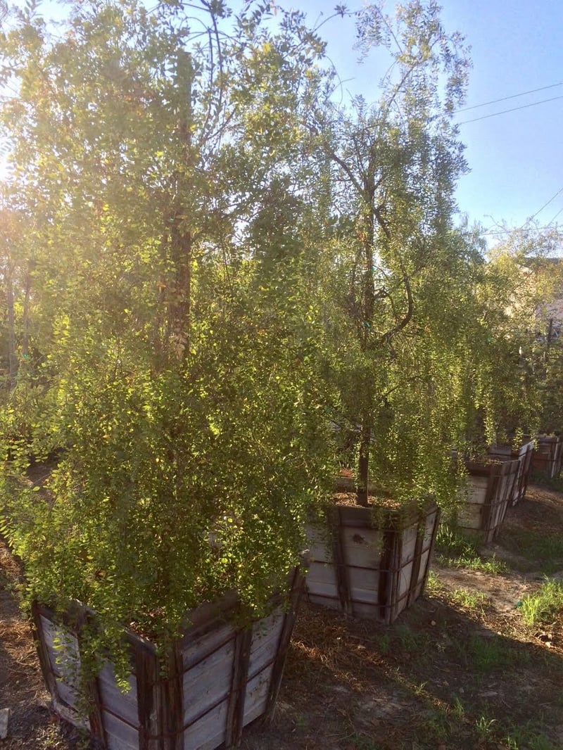 Photo for Maytenus boaria (Mayten Tree)
