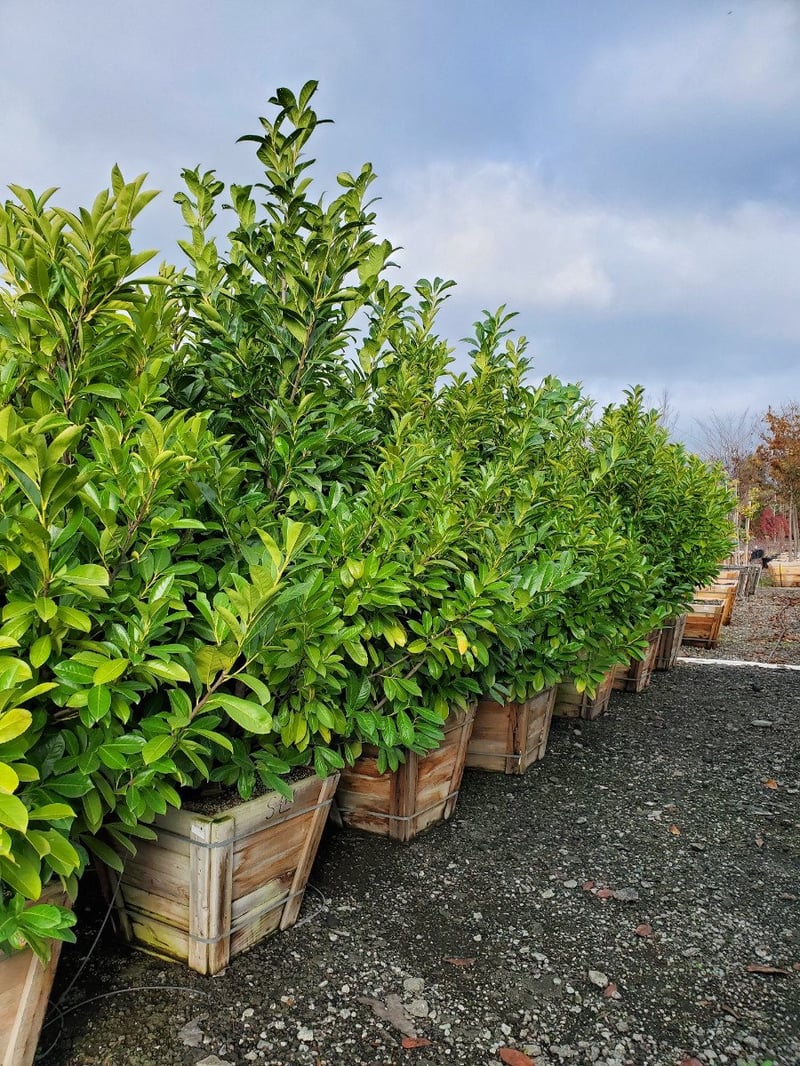 Photo for Prunus laurocerasus (English Laurel, Cherry Laurel)