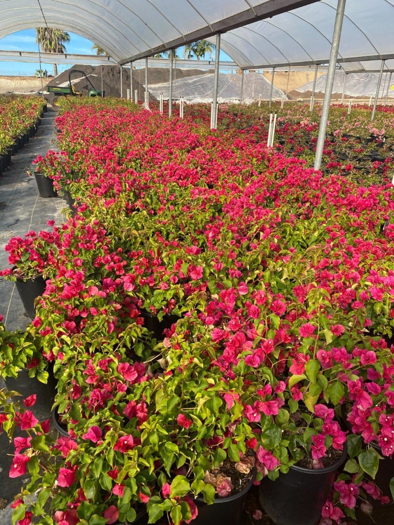 Photo for Bougainvillea 'La Jolla' (Shrub) (La Jolla Bougainvillea)