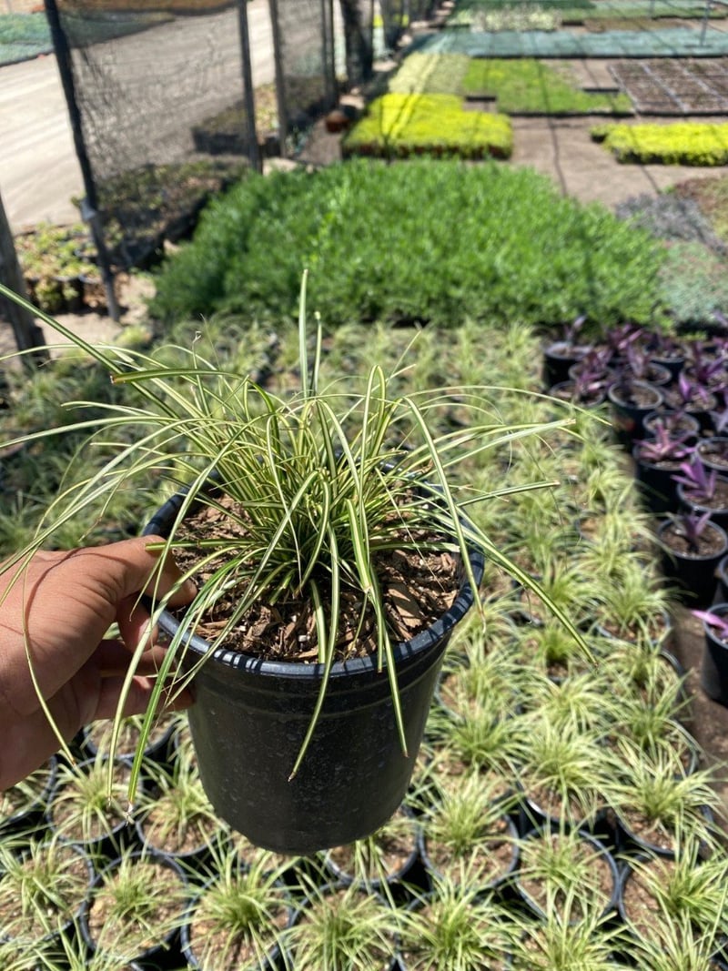 Photo for Carex elata 'Evergold' (Evergold Golden Sedge)