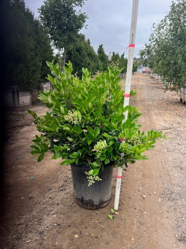 Photo for Ligustrum japonicum 'Texanum' (Hedge) (Waxleaf Privet)