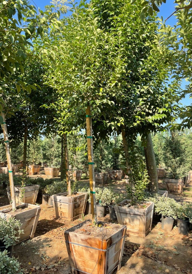 Photo for Ligustrum lucidum (Chinese Privet)